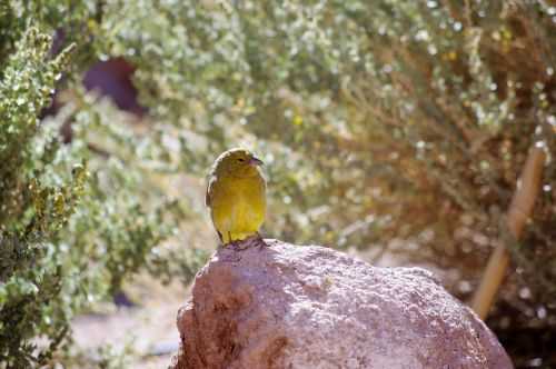 TREKKING NEL DESERTO DI ATACAMA 2015